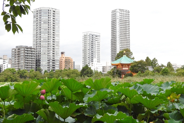 谷中七福神(不忍池辯天堂 / 弁財天)